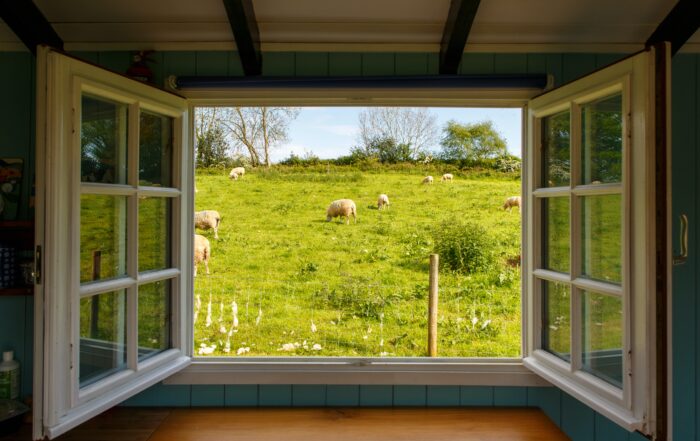 An open window shows a paddock of sheep grazing on bright green grass